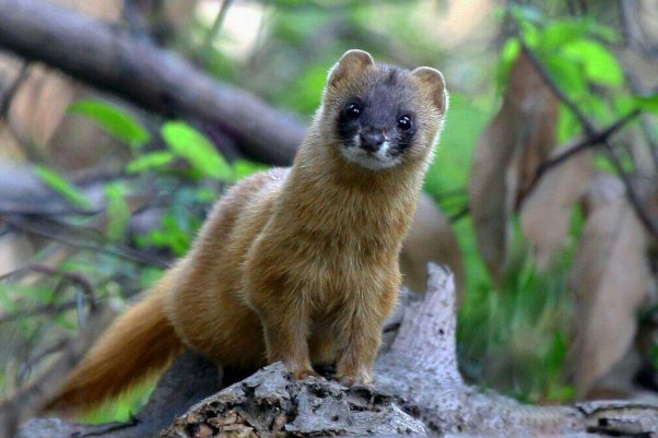 民间所传的八大地仙，是指什么动物？