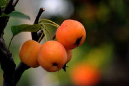 秋实是什么意思