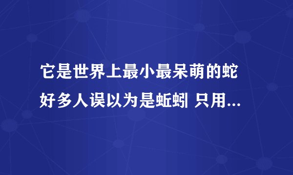 它是世界上最小最呆萌的蛇 好多人误以为是蚯蚓 只用屁股戳人