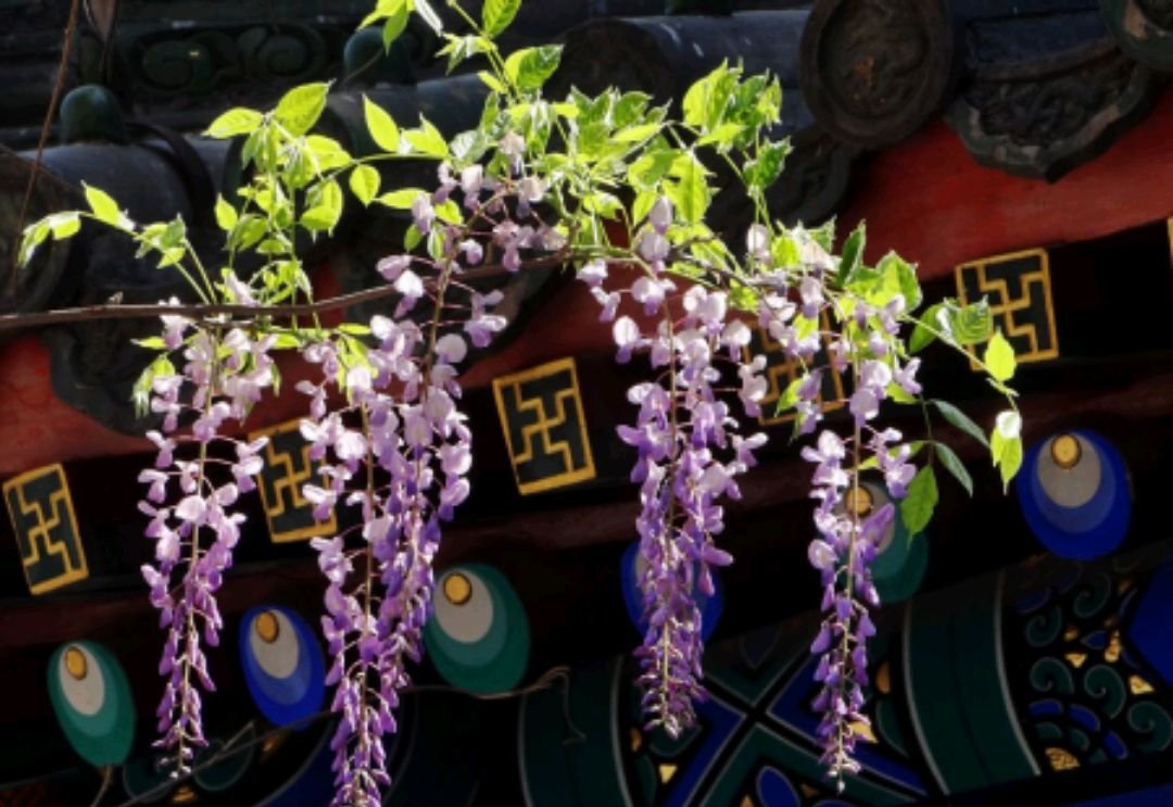 藤拼音组词部首