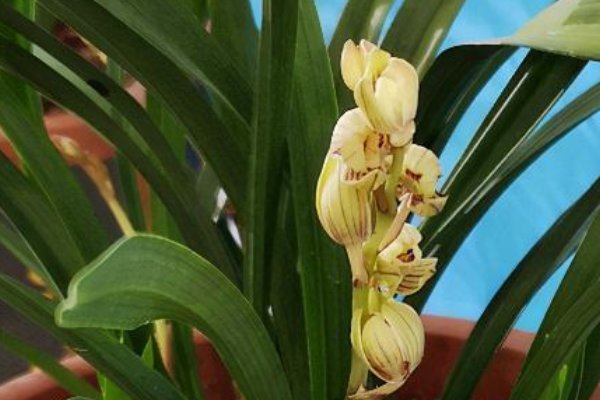 根壮叶茂歇后语