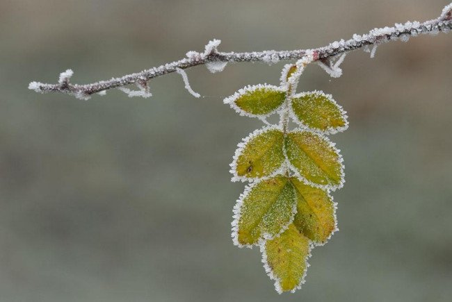 凝华是什么意思