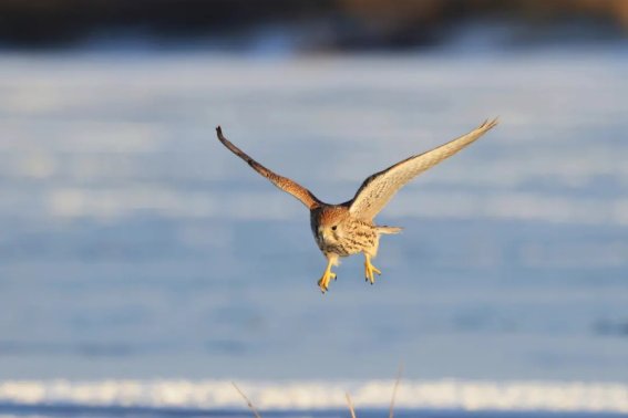 雄鹰展翅是什么意思？