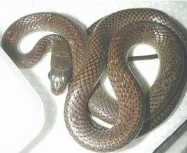 有人知道这种蛇是什么学名吗