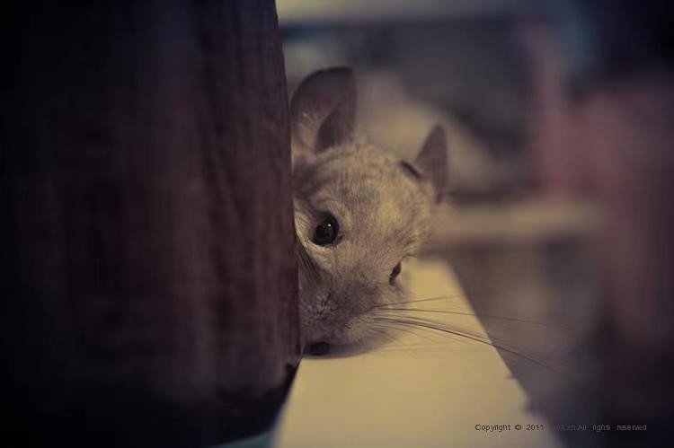 胆小如鼠的意思及造句