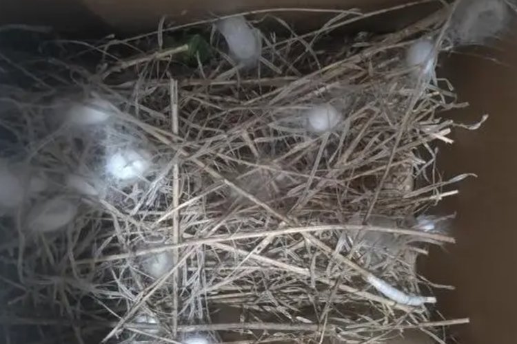 蚕准备结茧要怎么准备工具