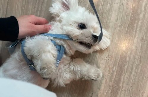 修勾是什么意思网络用语