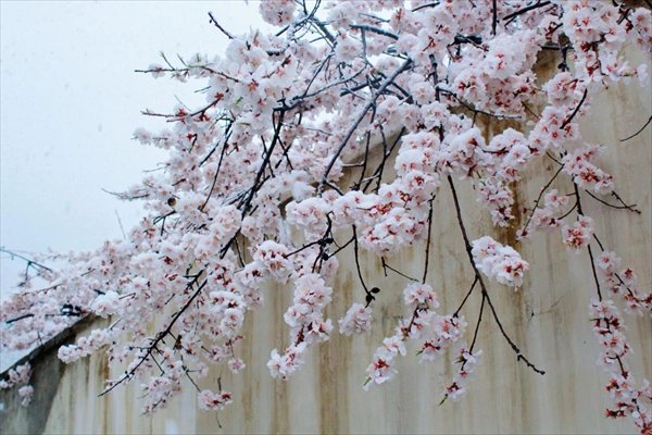 三月桃花雪有什么说法