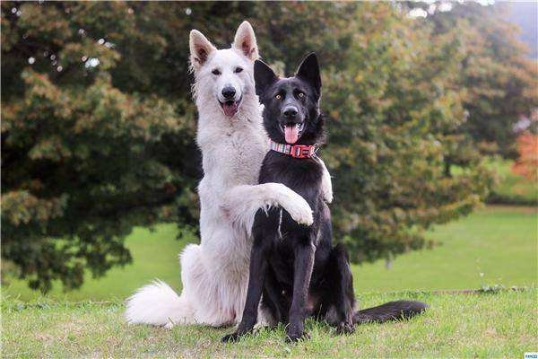 身为单身狗，你是怎样过情人节的？