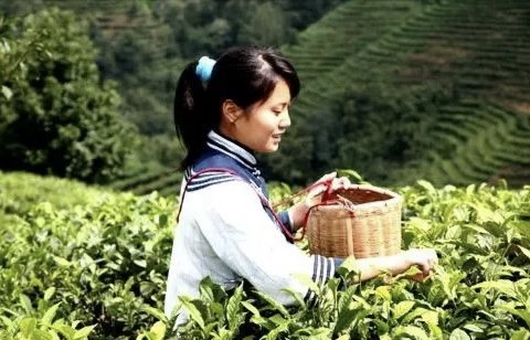 采茶姑娘的七绝诗