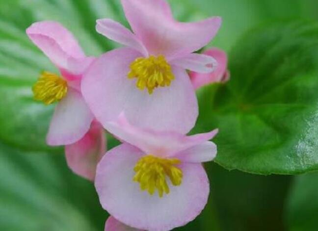 十一月什么花开