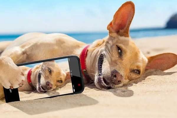 戏弄什么意思解释