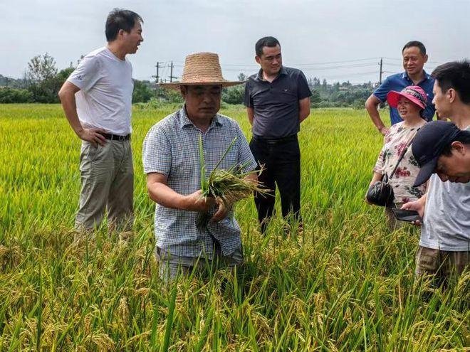 著名水稻专家杨振玉因病去世，享年95岁，他的一生有过哪些成就？