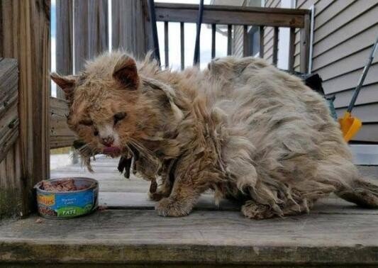 脏的拼音怎么写