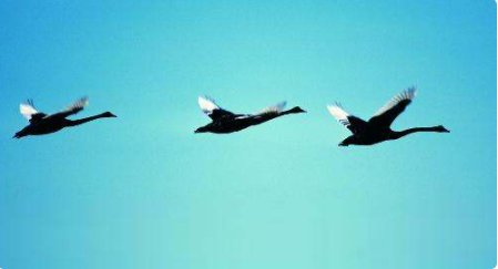 鸿雁南归的意思是什么