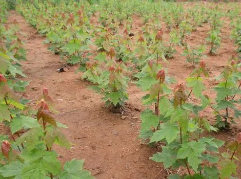 美国红点红枫多少钱一棵