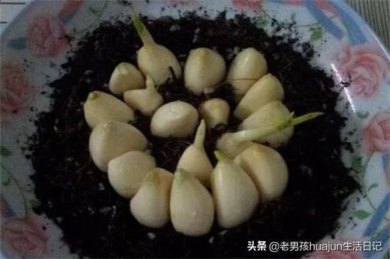 如何种植大蒜，大蒜种植技术视频？