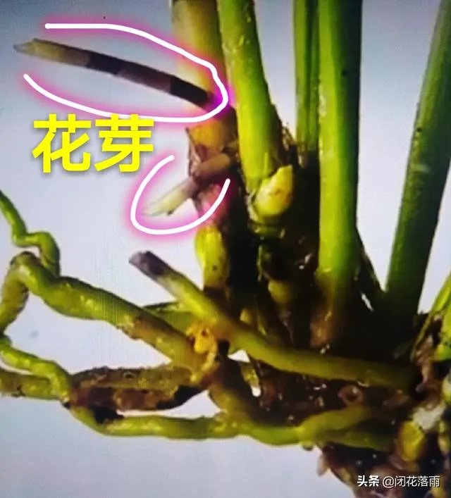 小龙兰需要春化吗?