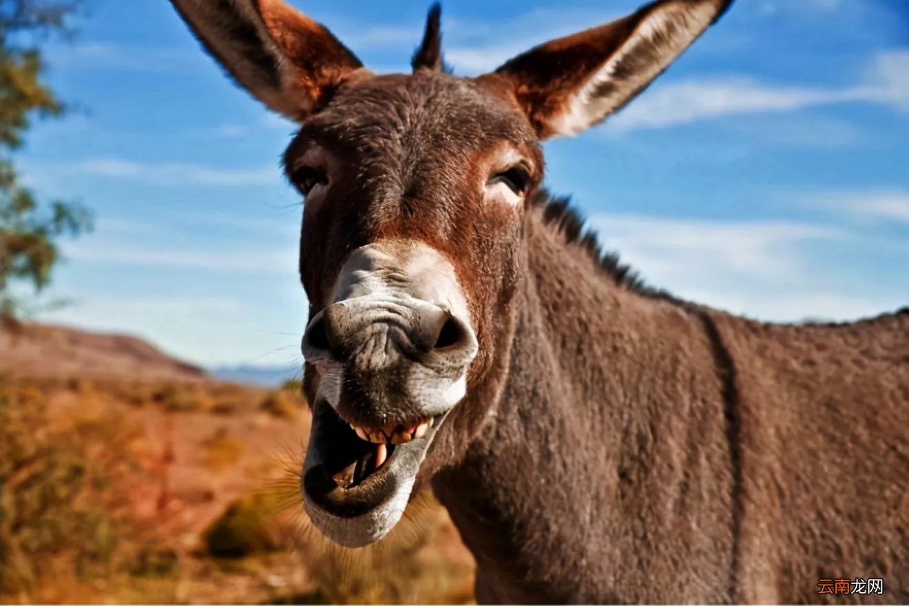 潘驴邓小闲”究竟是啥意思？ 驴邓小闲