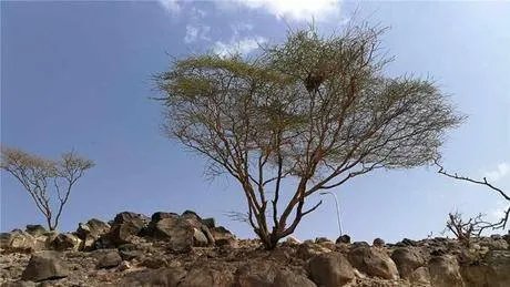 非洲吉布提的荒漠里种出了大西瓜，中国解放军功不可没