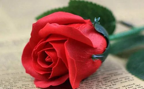 6朵玫瑰花代表什么意思 男人送6朵玫瑰花好吗