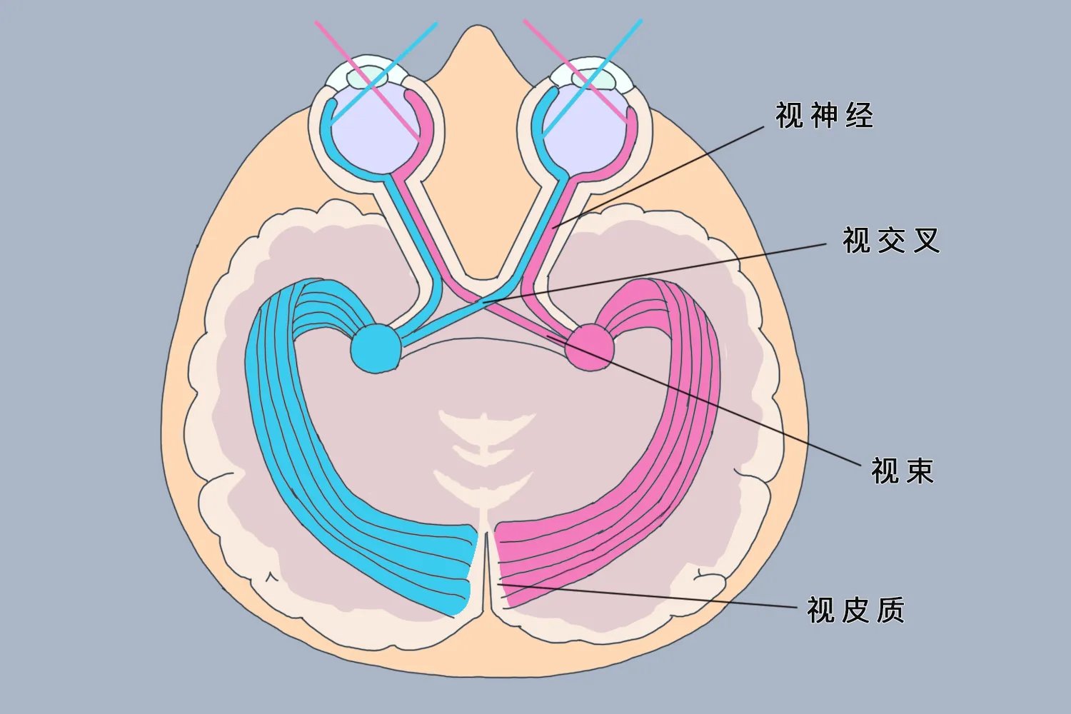 视神经在哪个位置图片