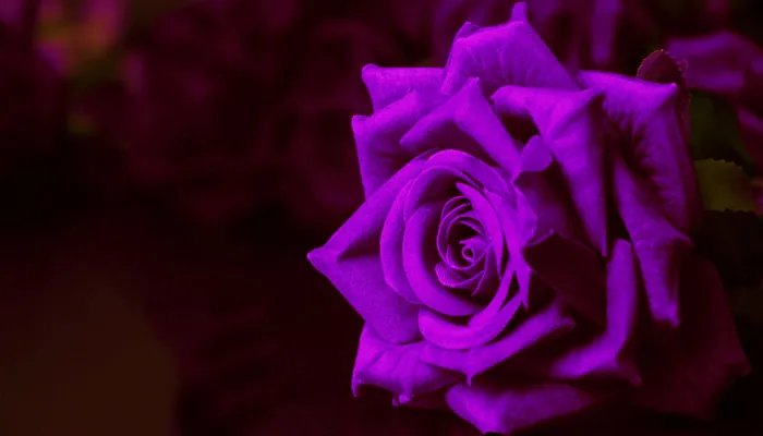 送玫瑰花朵数的含义 送玫瑰的含义