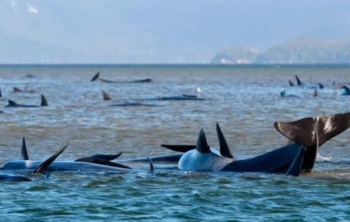 巨头鲸大规模搁浅,是否说明海港的水质存在问题?