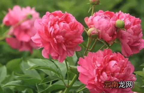 芍药花多少钱一支