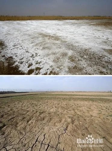 盐碱地改良方法