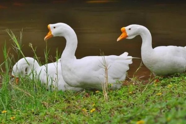 大白鹅听主人说要杀它被气吐血，这白鹅为何这么通人性？