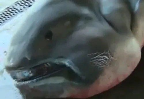 渔民捕获罕见鲟鳇 海中罕见怪物大全