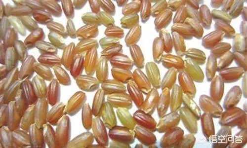 我国今年首次大范围试种海水稻，海水稻和水稻的区别到底有哪些？