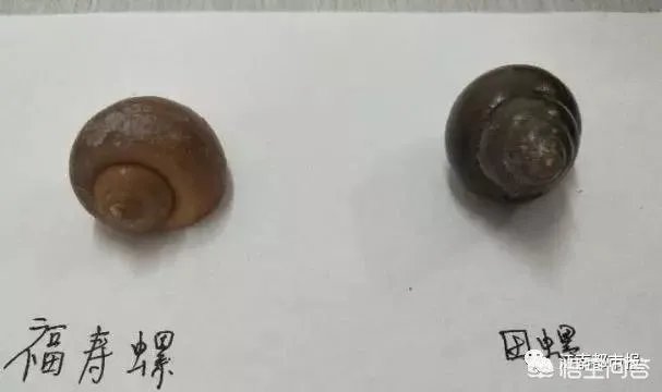 你怎么看南昌市民争相到公园打捞福寿螺这个事？这个有毒吗？