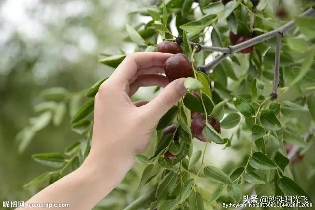 老人在树林里做见不得人的事