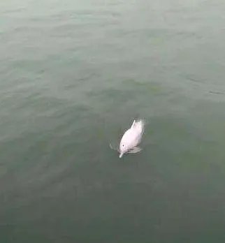 泉州湾又出现了白海豚戏水了？