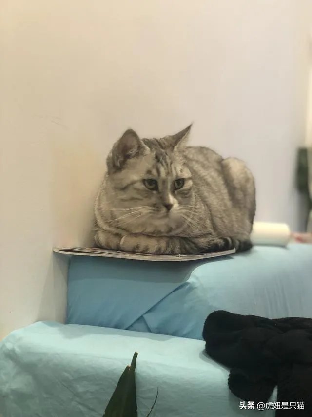 想养只小宠物具体哪个更适合家养？