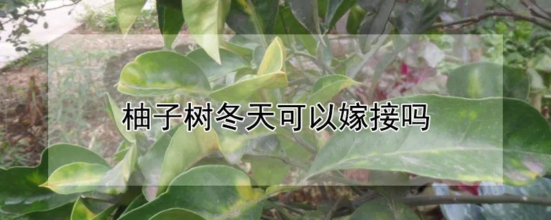 柚子树的栽培方法