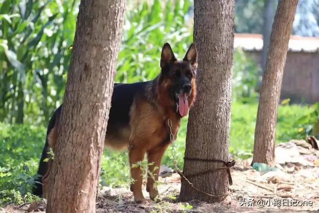 对主人忠诚的狗狗有哪些？