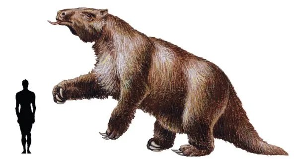 巴西三带犰狳的介绍