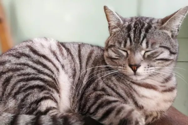 9.9元一天，共享猫咪生意火爆，谁来保证宠物猫的安全？