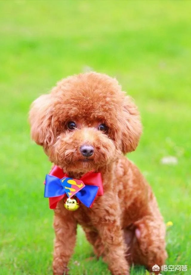 对主人忠诚的狗狗有哪些？