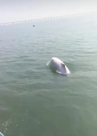 泉州湾又出现了白海豚戏水了？