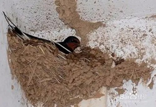 要装修燕子窝怎么办