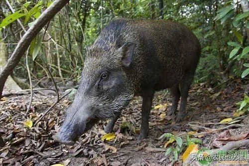 野猪是保护动物国家禁止猎杀,可是农民种的庄稼经常被糟蹋该怎么办?