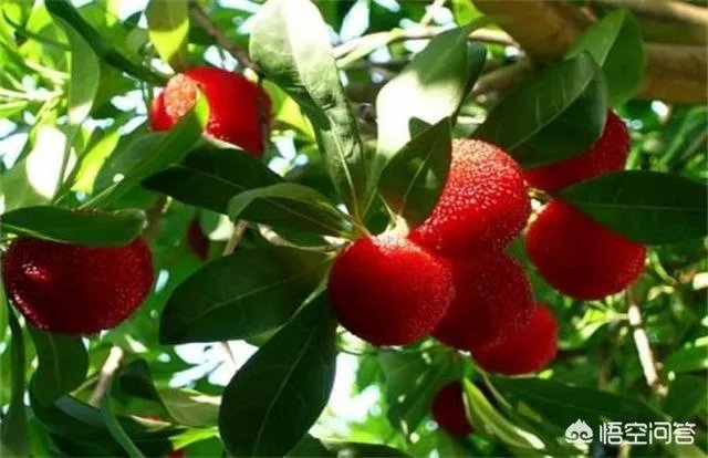 杨梅苗木栽培需要注意哪些事项？有没有什么好方法？