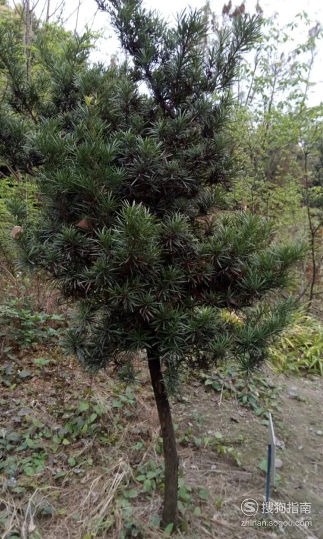 植树节的来历和意义