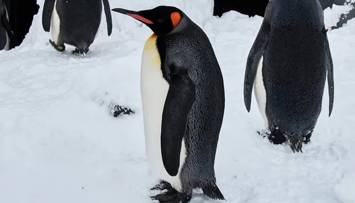 世界上最大的企鹅是什么 世界上最大的企鹅是什么品种