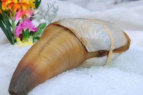 象拔蚌是什么东西 为什么象拔蚌长得那么像男生的