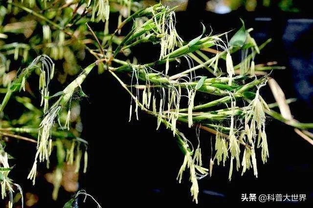 为什么有人说竹子不是树呢?竹子到底是树还是草?